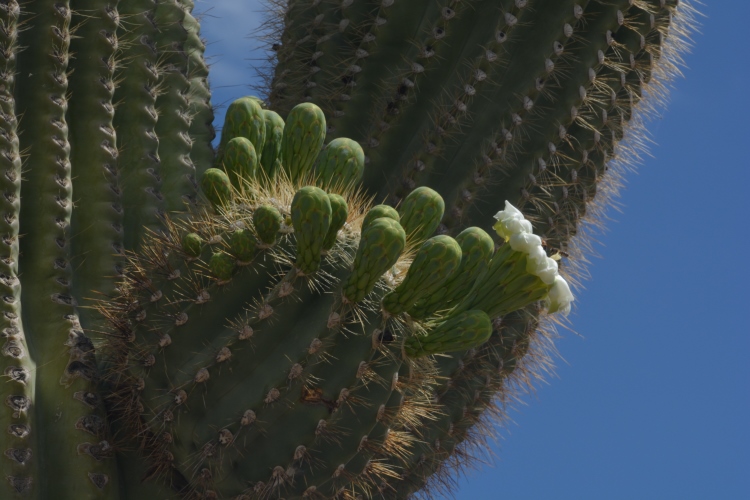 Saguaro flowers